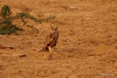 Bubo bengalensis