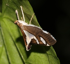 Glyphodes bicolor