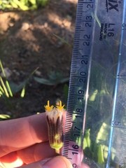 Raillardella scaposa