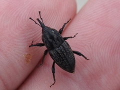 Sphenophorus cariosus