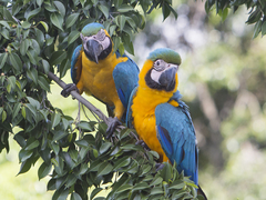 Ara ararauna