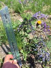 Raillardella scaposa