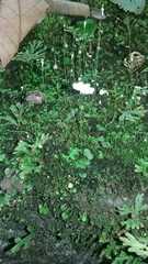 Utricularia striatula