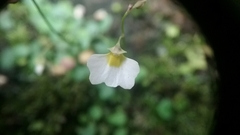Utricularia striatula