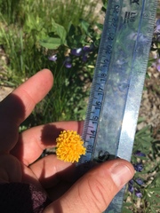 Raillardella scaposa