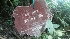 Ficus tinctoria