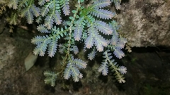 Selaginella uncinata