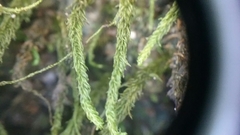 Hydrocryphaea wardii