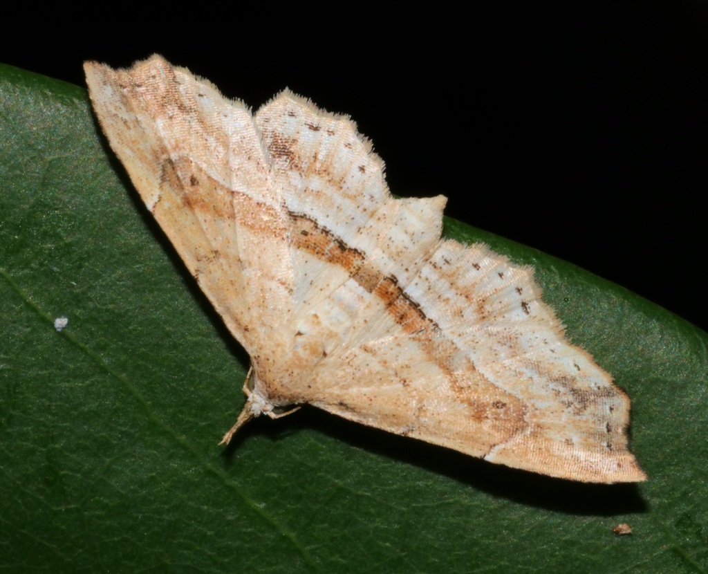 Hypenagonia angulata