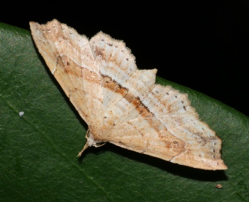 Hypenagonia angulata