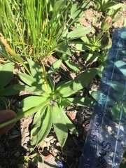 Raillardella scaposa