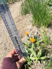 Raillardella scaposa