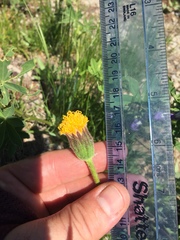 Raillardella scaposa