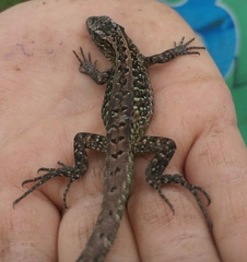 Liolaemus septentrionalis