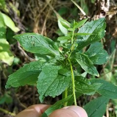 Asphondylia rosulata