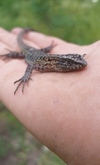 Liolaemus septentrionalis