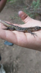 Liolaemus septentrionalis