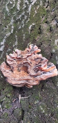 Basidiomycota