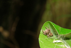 Metaphidippus