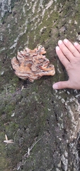 Basidiomycota