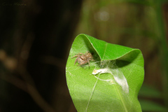 Metaphidippus