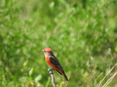 Pyrocephalus rubinus mexicanus