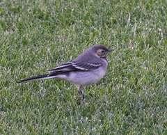 Motacilla alba