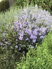 Leucophyllum frutescens