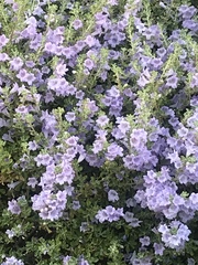 Leucophyllum frutescens