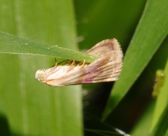 Eublemma roseana