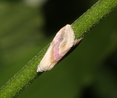 Eublemma roseana