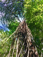 Cyathea divergens