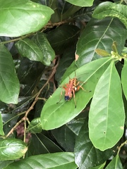 Macromerella honesta