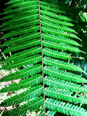 Cyathea divergens