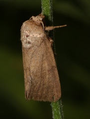 Spodoptera pecten