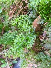 Hymenophyllum polyanthon