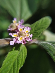 Lippia alba