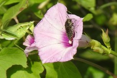 Acmaeodera haemorrhoa
