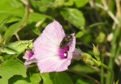 Acmaeodera haemorrhoa