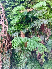 Hymenophyllum polyanthon