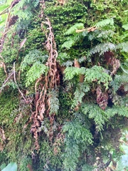 Hymenophyllum polyanthon