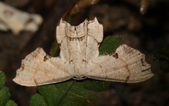 Dysaethria flavistriga