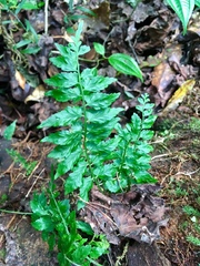 Asplenium auriculatum