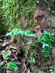 Asplenium auriculatum