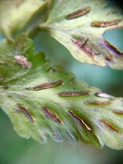 Asplenium auriculatum