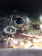 Hyla japonica