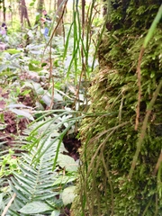 Psilotum complanatum