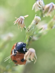 Coccinella septempunctata
