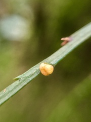 Psilotum complanatum