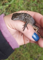 Sceloporus mucronatus
